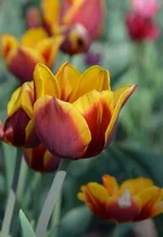  22.webp