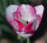  23.webp