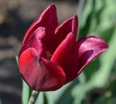  24.webp
