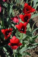  26.webp