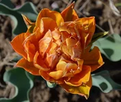  28.webp