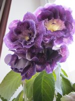 IMG_3325.jpg