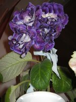 IMG_3320.jpg