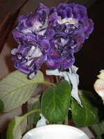 IMG_3320.webp