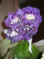 IMG_3319.webp