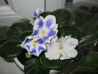 IMG_3317.webp