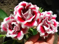 IMG_1896.webp