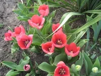 .webp