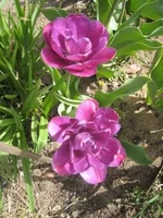 Lilac Perfetion.webp