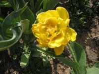Monta Carlo.webp