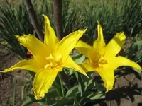 .webp