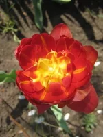 .webp