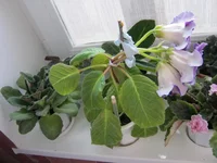 IMG_3323.webp