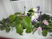 IMG_3321.webp