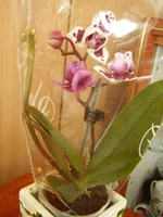 P1010050.jpg