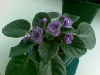 18052013_001.webp