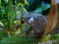 004.webp