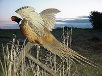 pheasant.jpg