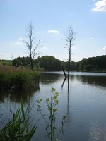 IMG_1667_1.webp