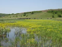 IMG_1593_1.jpg