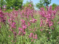 IMG_1627_1.webp
