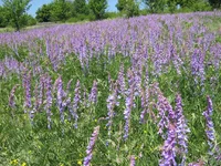IMG_1629_1.jpg