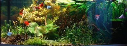 .webp