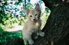 .webp