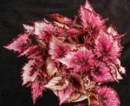 rex little keepsake.webp