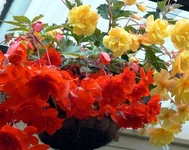 Tuberhybrida Illumination Mix full.webp