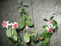 _2987.webp
