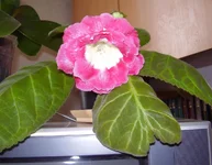 .webp