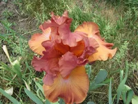 IMG_3187.webp