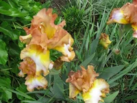 IMG_3190.webp