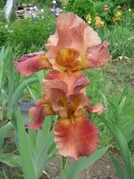 IMG_3193.webp