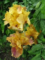 IMG_3203.webp