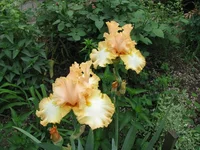 IMG_3225.webp