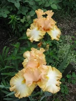 IMG_3226.webp