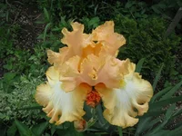IMG_3227.webp