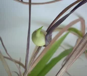 луковица 1.webp луковица 1.webp