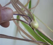 луковица 2.webp луковица 2.webp