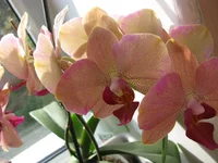 IMG_2353.webp