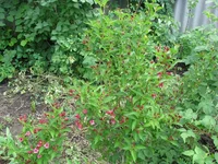 IMG_3242.webp