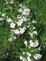 IMG_3248.webp