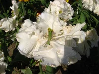 IMG_1685.webp