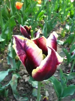 IMG_1717.webp