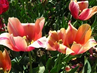 IMG_1723.webp
