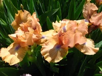 IMG_1740.webp