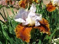 IMG_1754.webp