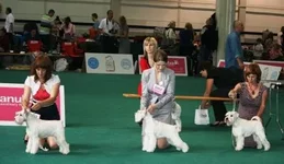CACIB сравнение, Лиза веб.webp